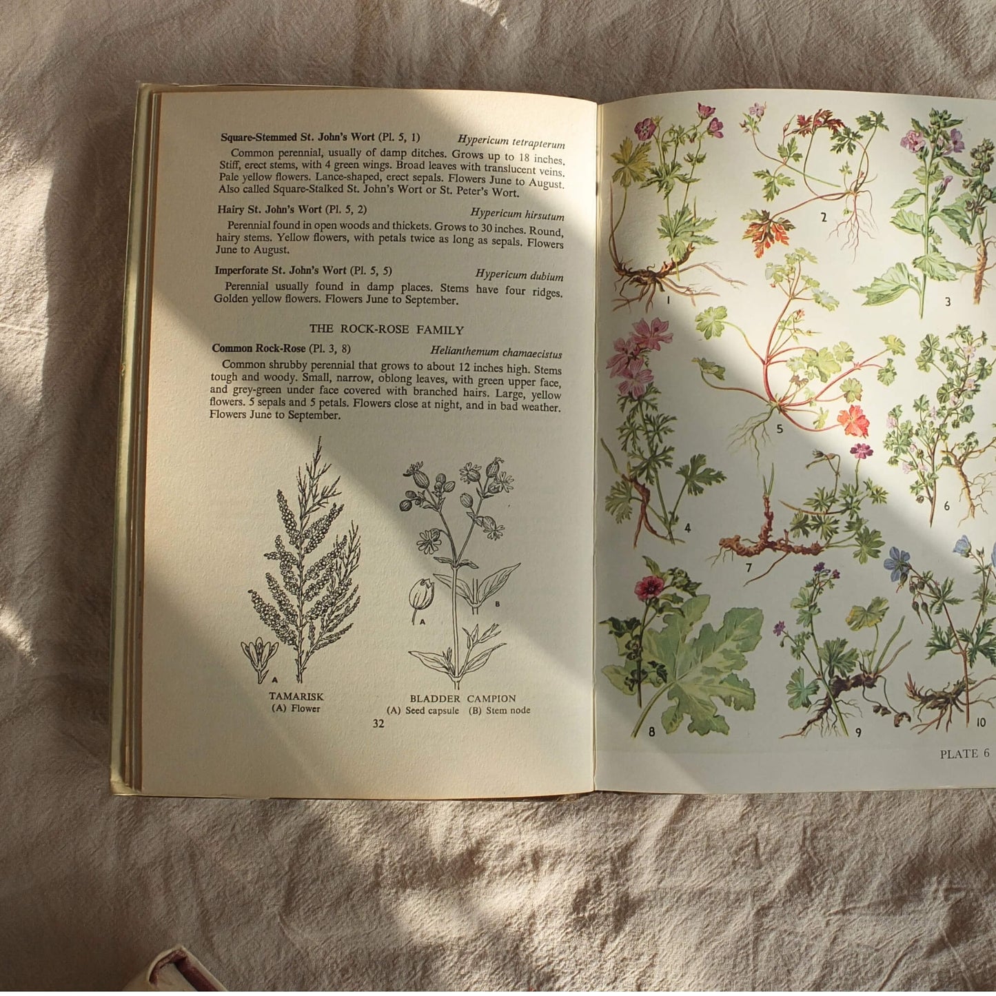 Vintage Botanical Field Guide - Wild Flowers of the British Isles