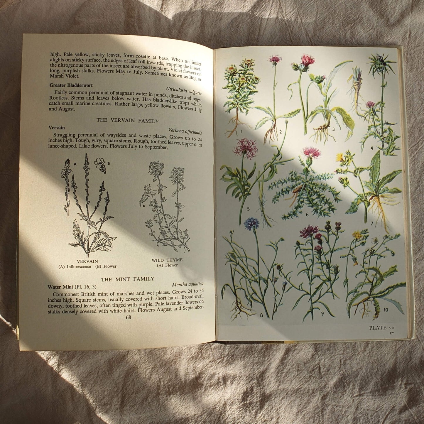 Vintage Botanical Field Guide - Wild Flowers of the British Isles