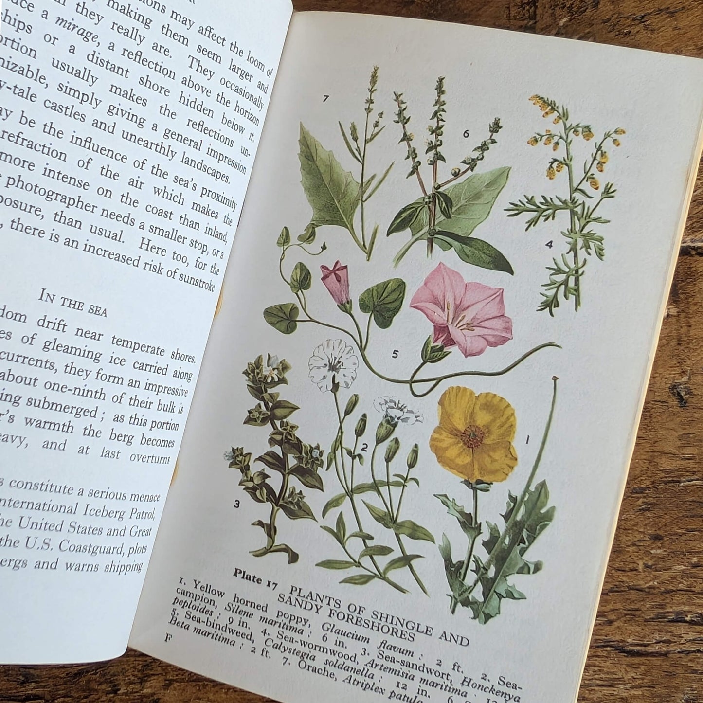 Vintage Observers Pocket-Sized Guides