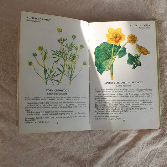 Vintage Botanical Guide Book - Wild Flowers at a Glance