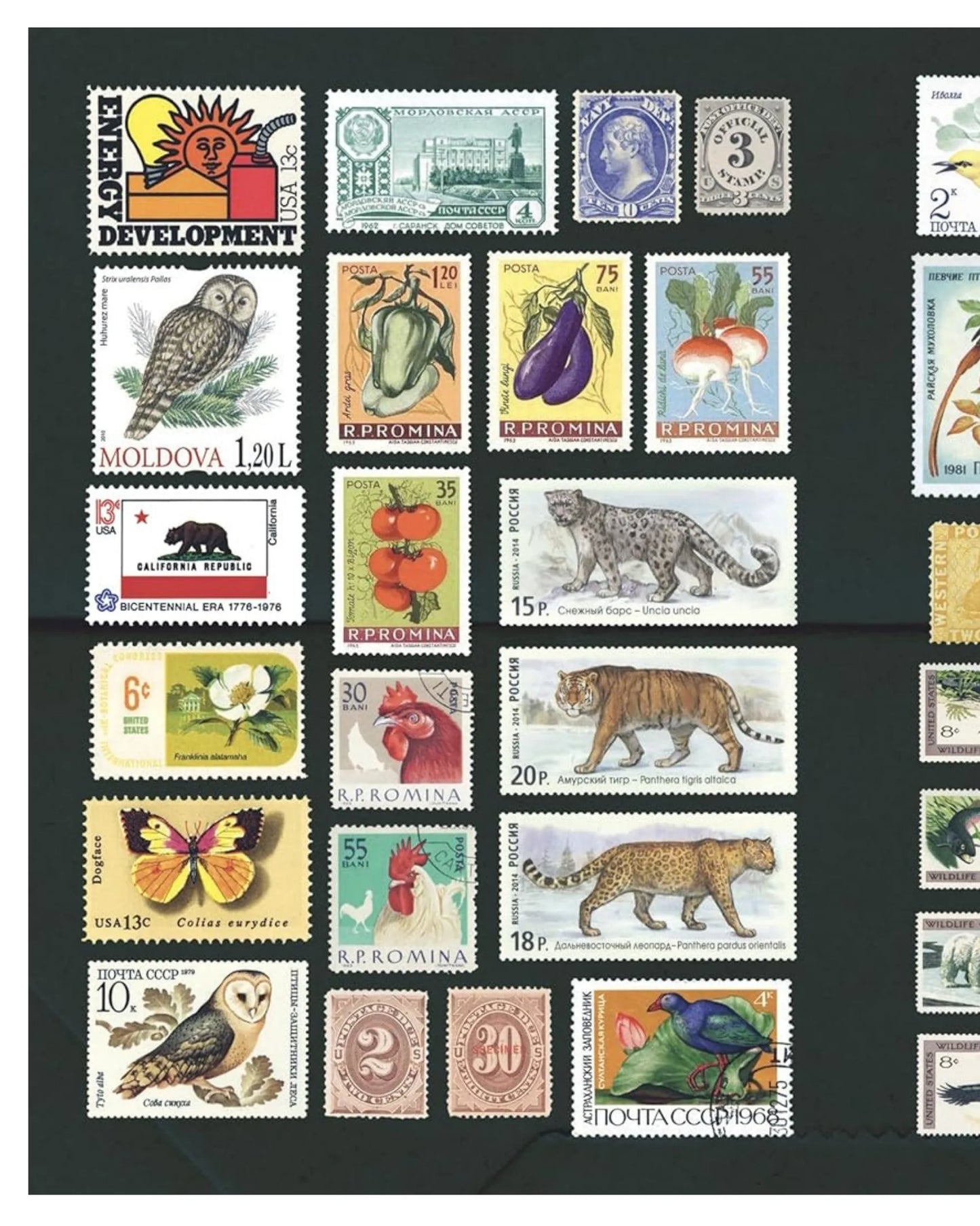The Curious Collections illustrated sticker book