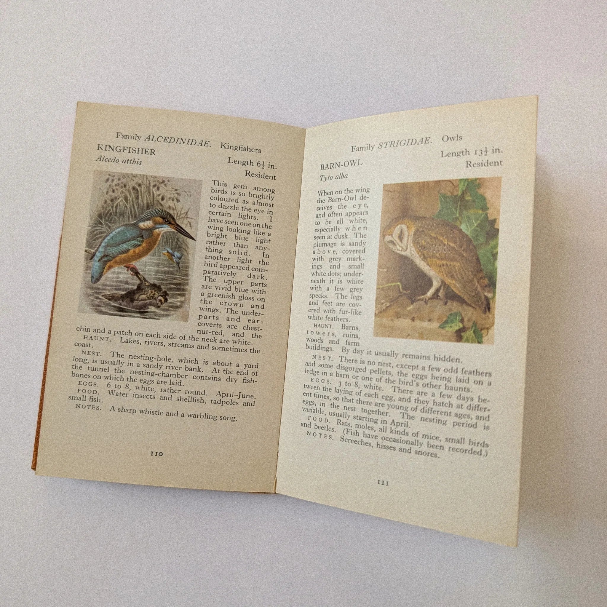 Open book with illustrations and text on birds, on a light background