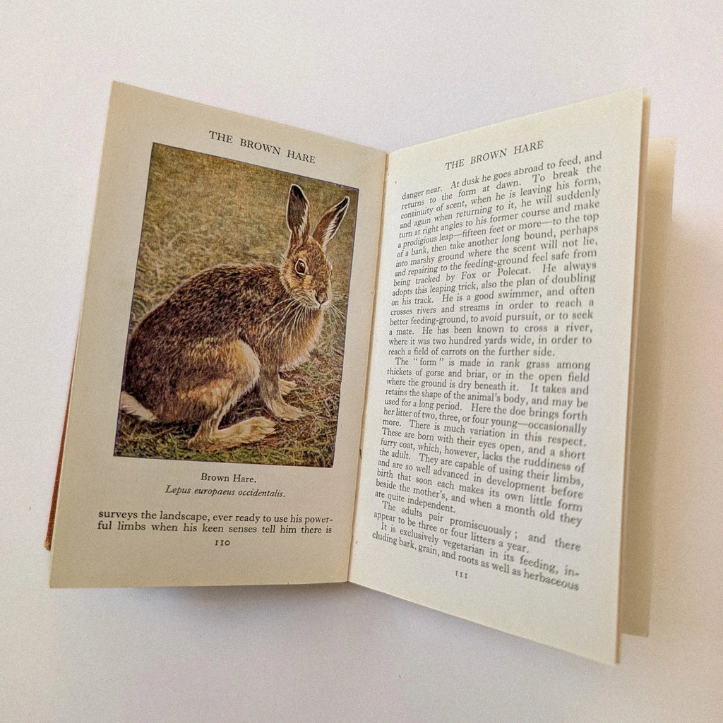 Open book with a picture of a brown hare on a white background