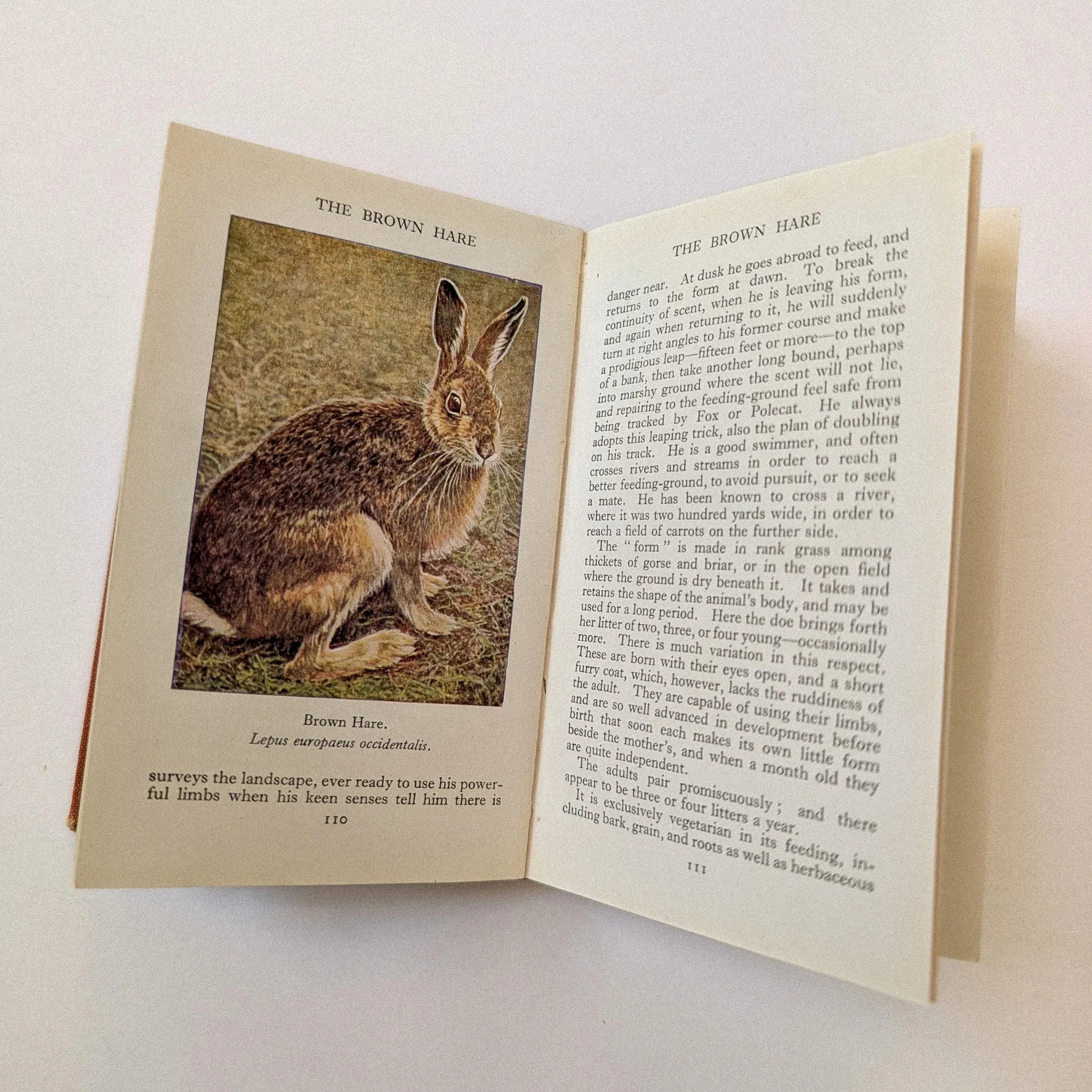 Open book with a picture of a brown hare on a white background