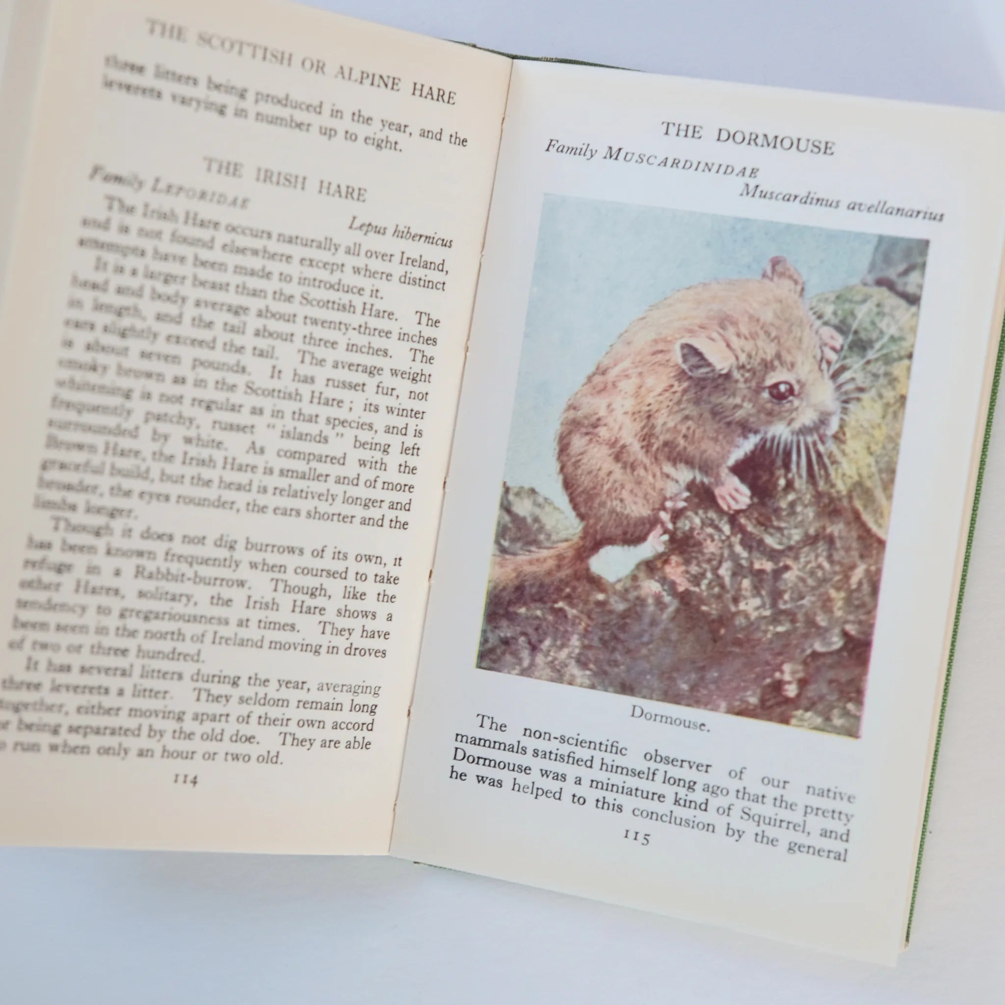 Open book with text and a picture of a dormouse on a white background