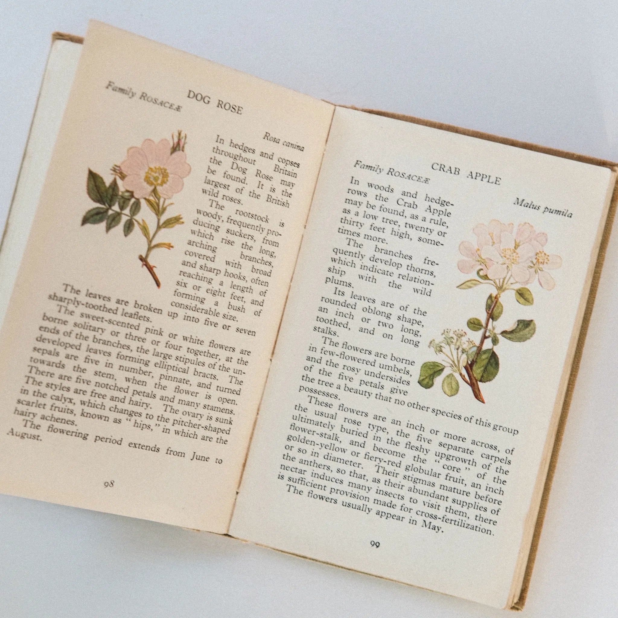 Open book with illustrations of flowers and text on a light background