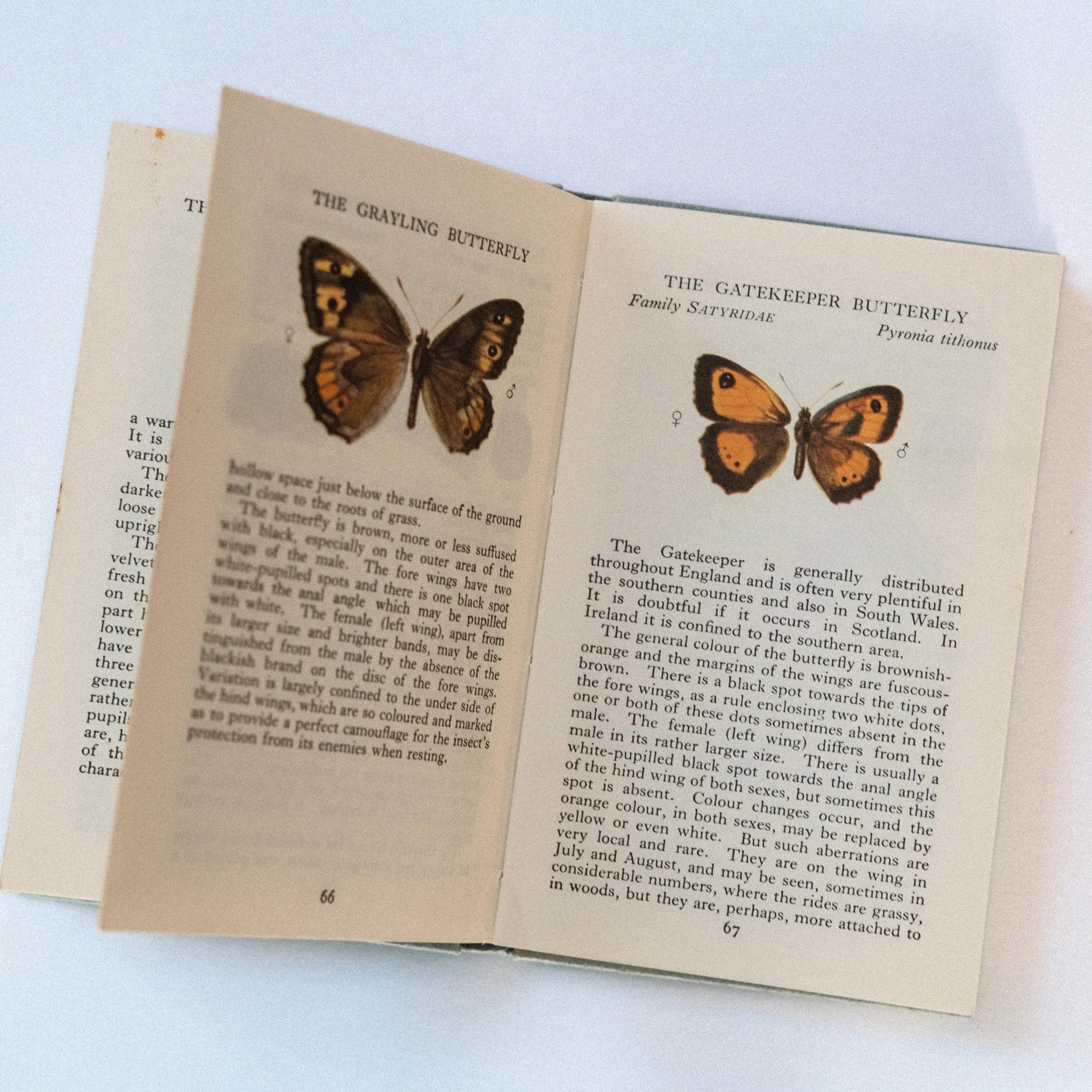 Open book with illustrations of butterflies on a white background