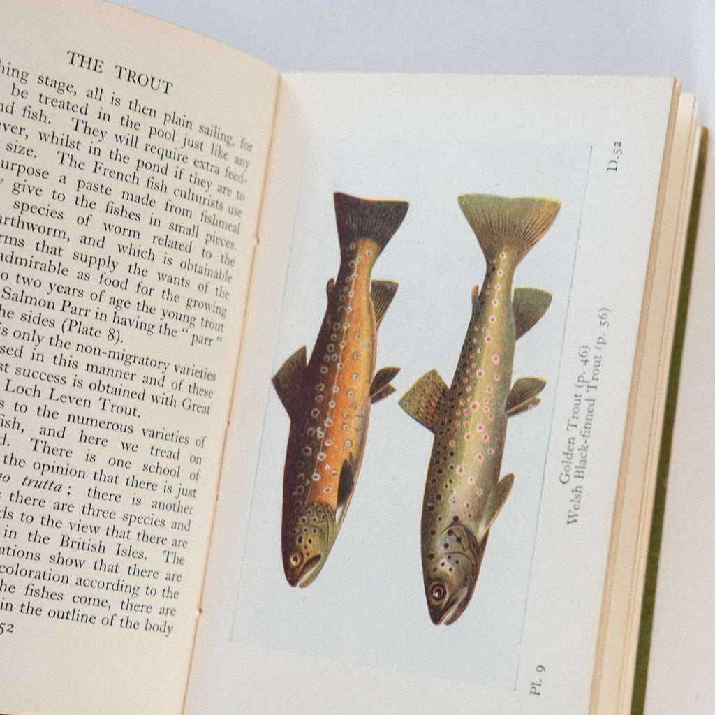 Illustration of two trout on an open book