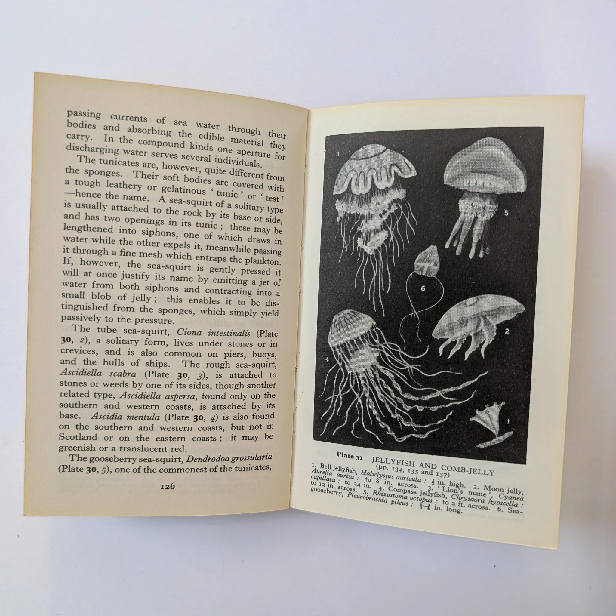 Open book with text and black and white illustrations of jellyfish on a light gray background