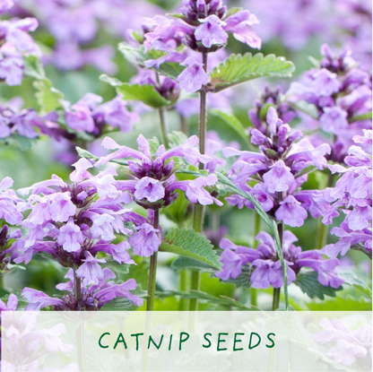 Plant Gift Co Cat Treats Eco Mini Grow Kit - Grow Kit - Subject to Change