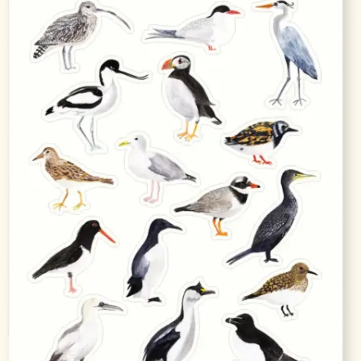 British Coastal Birds Sticker Sheet