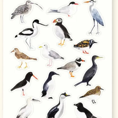 British Coastal Birds Sticker Sheet
