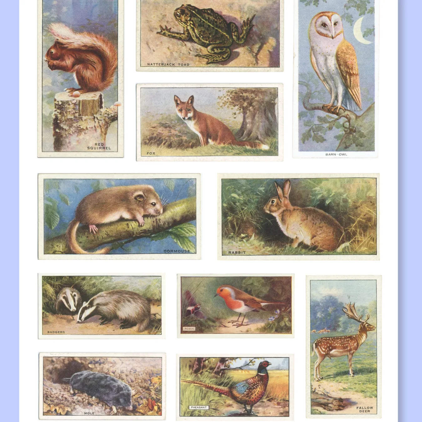 A5 British Wildlife Sticker Sheet