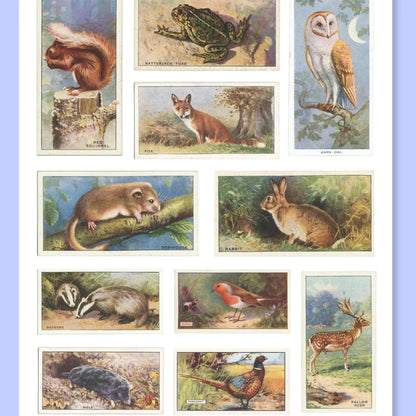 A5 British Wildlife Sticker Sheet