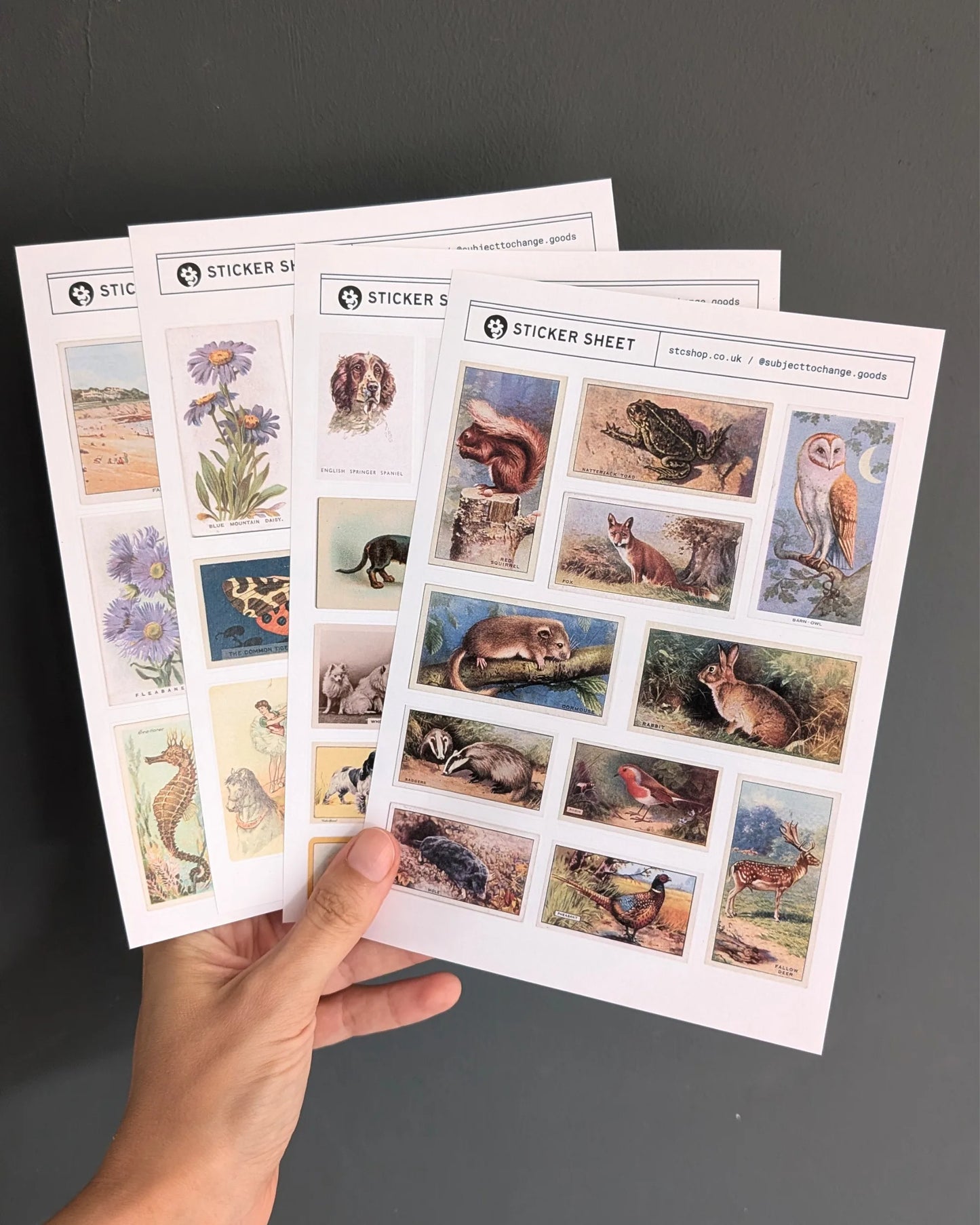 A5 British Wildlife Sticker Sheet