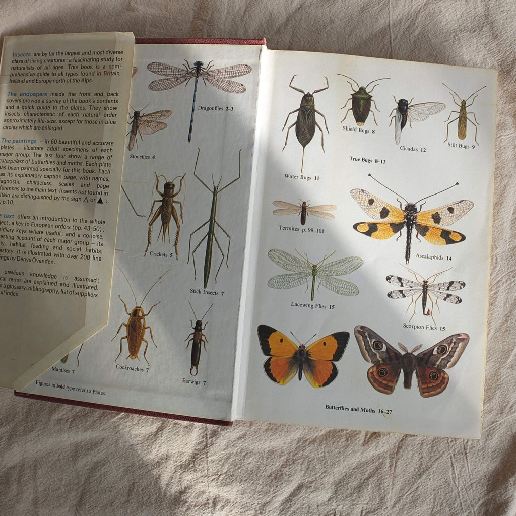 Vintage Field Guide - Insects of Britain and Northern Europe - Vintage Book - Subject to Change